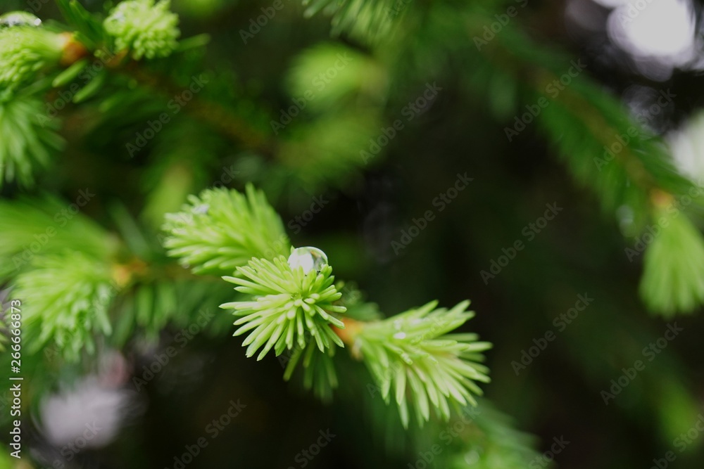 .......ドイツトウヒの新芽と滴 .......ドイツトウヒの新芽と滴