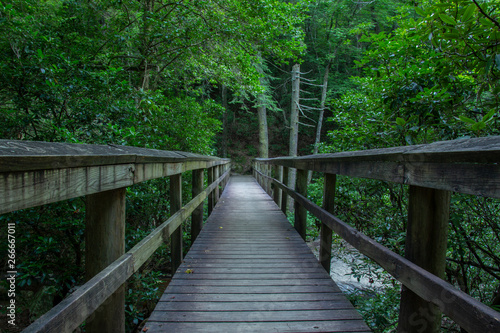 Bridge in forest with green trees surrounding