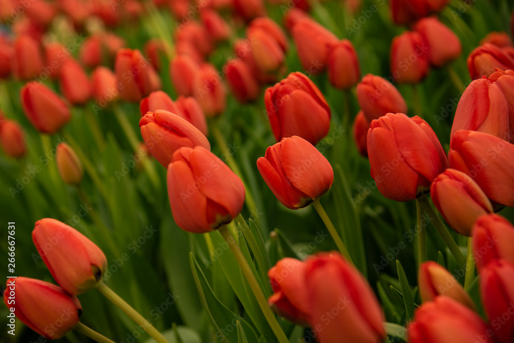 Red and yellow tulips flower garden