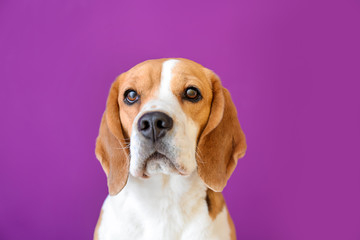 Cute funny dog on color background