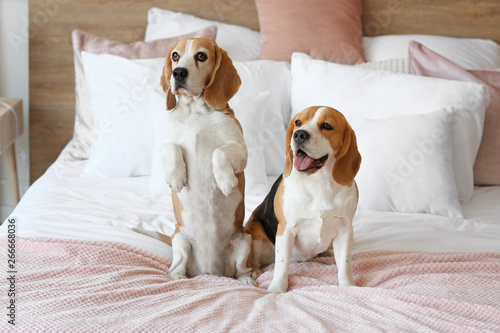 Cute dogs on bed at home