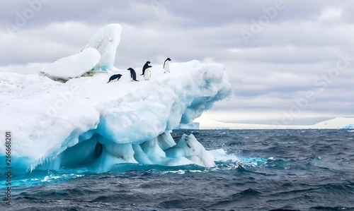 An Antarctica nature scene, with a group of five Adelie penguins on a floating iceberg in the icy cold waters of the Weddell Sea, near the Tabarin Peninsula, Antarctica. photo