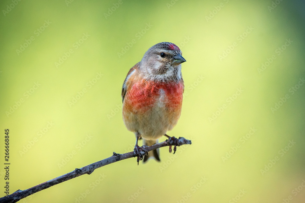 Αυτοκόλλητο Linaria cannabina common linnet