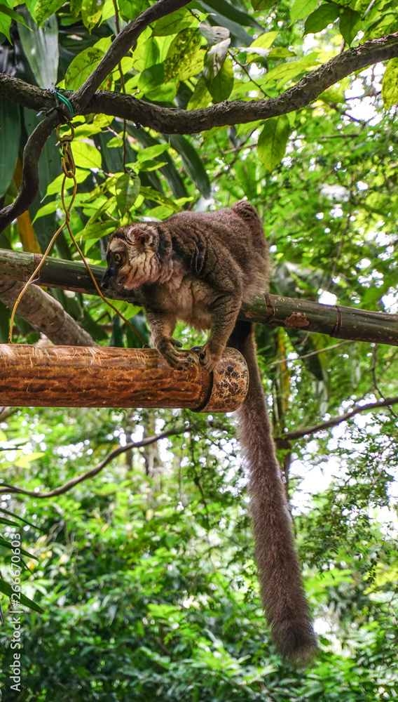 Naklejka premium Monkeys in Singapore Botanic Garden
