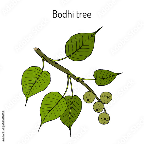 Sacred fig, or bodhi tree (Ficus religiosa), medicinal plant