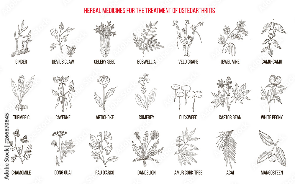 Best herbal remedies for osteoarthritis Best herbal remedies for osteoarthritis
