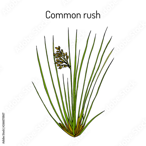 Common or soft rush (Juncus effusus), medicinal plant