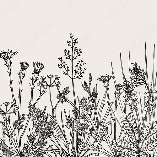 Floral background with hand drawn wild flowers, herbs and grasses