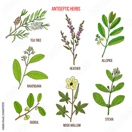 Best antiseptic herbs set photo