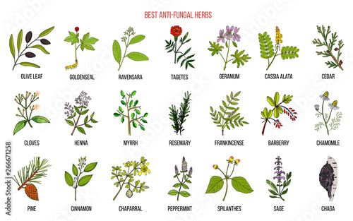 Best anti-fungal herbs set