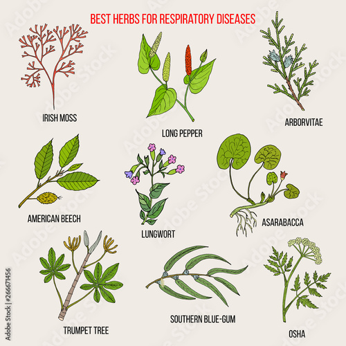 Best herbs for respiratory diseases