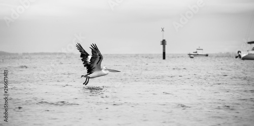 Pelicans at Indented Heads, Bellarine, Peninsula photo