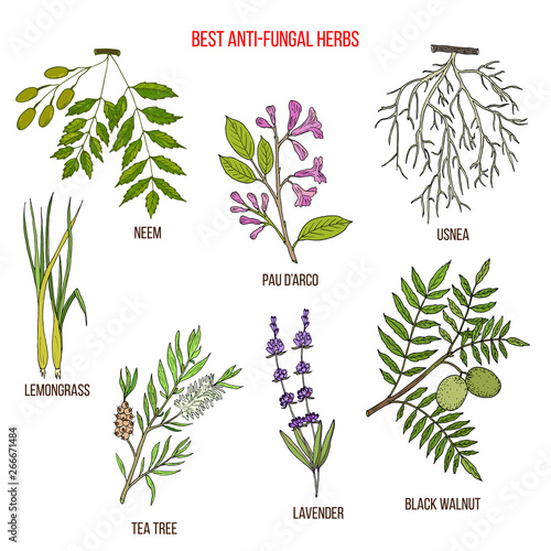 Best anti-fungal herbs set
