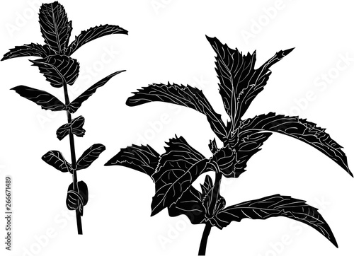 peppermint two branches silhouettes on white