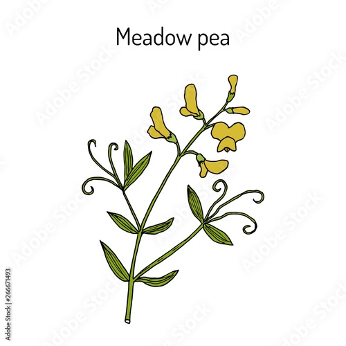 Meadow vetchling or pea (Lathyrus pratensis), medicinal plant photo