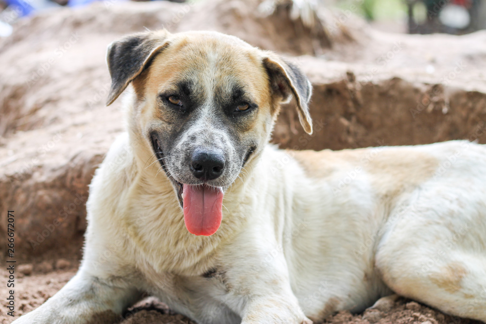 The white dog slept on the pile of soil because of the heat of the air in Thailand.