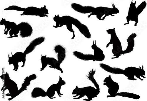 fourteen squirrels isolated on white