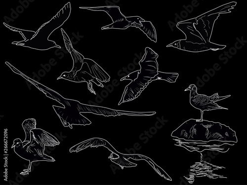 nine seagulls outlines on black background