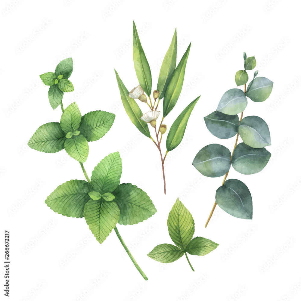 Naklejka premium Watercolor vector bouquet with green eucalyptus leaves and field plants.