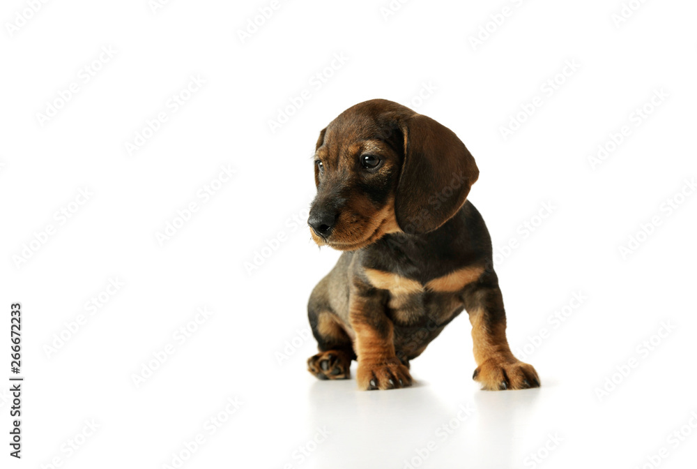 Studio shot of a cute Dachshund puppy sitting and looking curiously Studio shot of a cute Dachshund puppy sitting and looking curiously