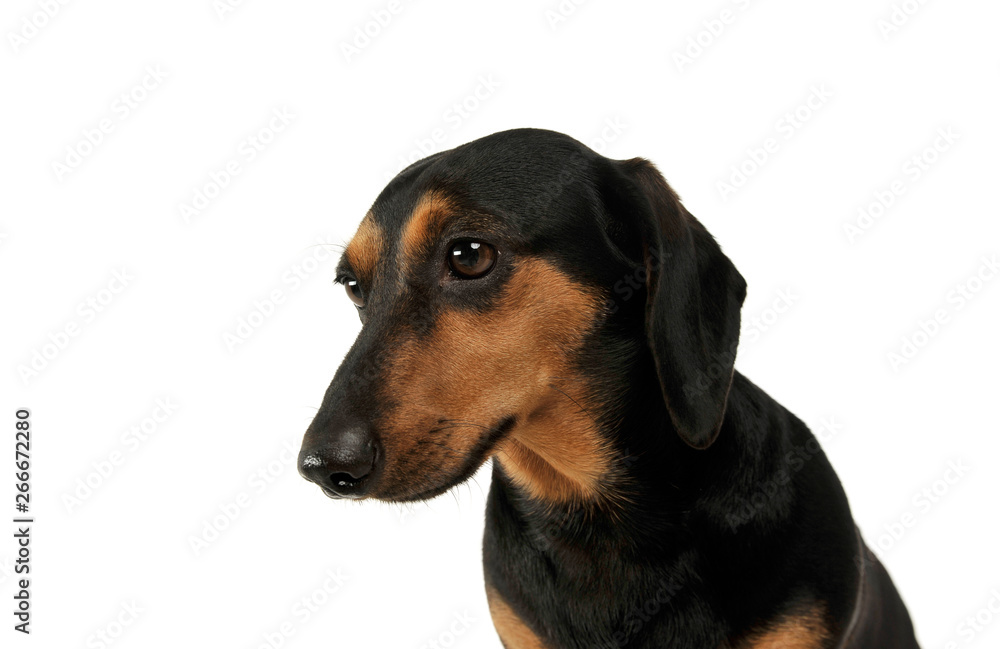 Portrait of an adorable Dachshund looking sad