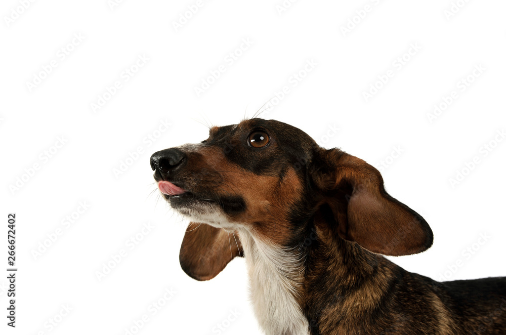 Portrait of an adorable mixed breed dog with long ears looking up curiously Portrait of an adorable mixed breed dog with long ears looking up curiously