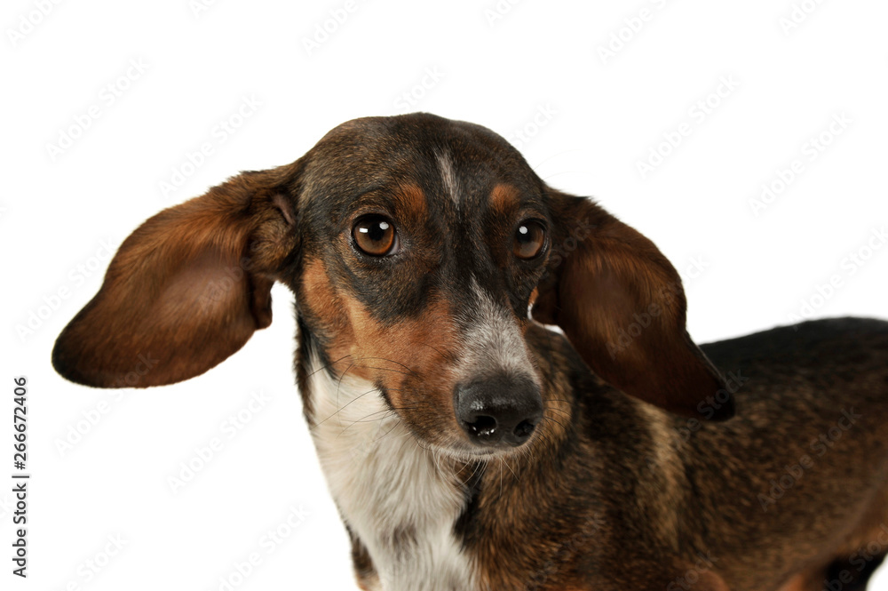 Portrait of an adorable mixed breed dog with long ears looking funny