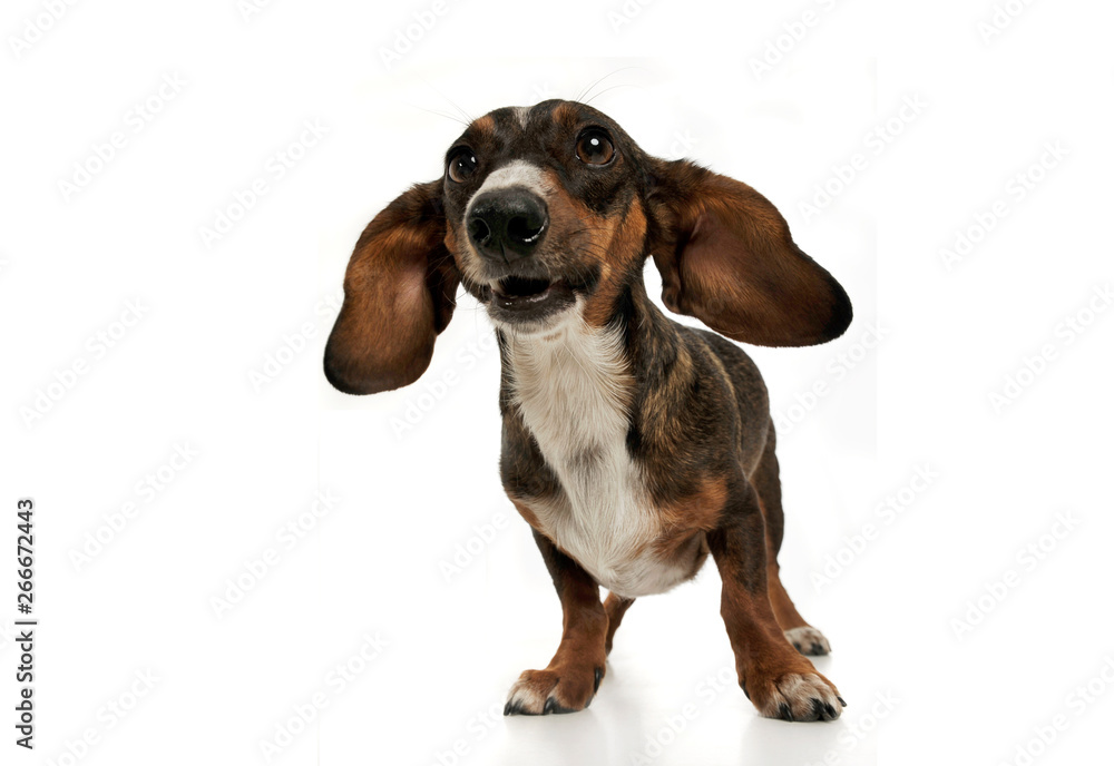 Studio shot of an adorable mixed breed dog with long ears looking funny