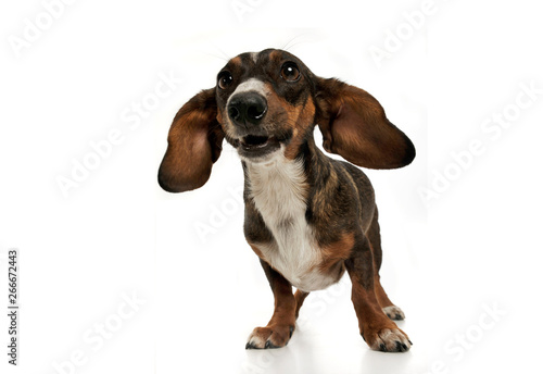 Studio shot of an adorable mixed breed dog with long ears looking funny