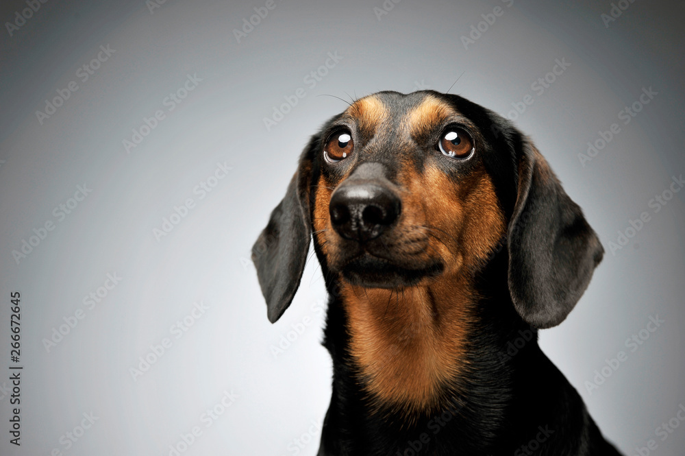 Portrait of an adorable Dachshund looking up curiously Portrait of an adorable Dachshund looking up curiously