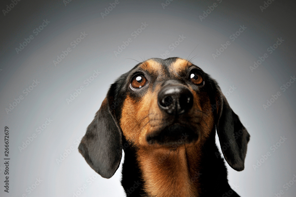 Portrait of an adorable Dachshund looking up curiously