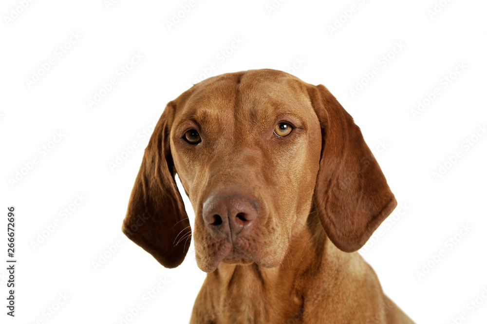 Portrait of an adorable magyar vizsla looking calm