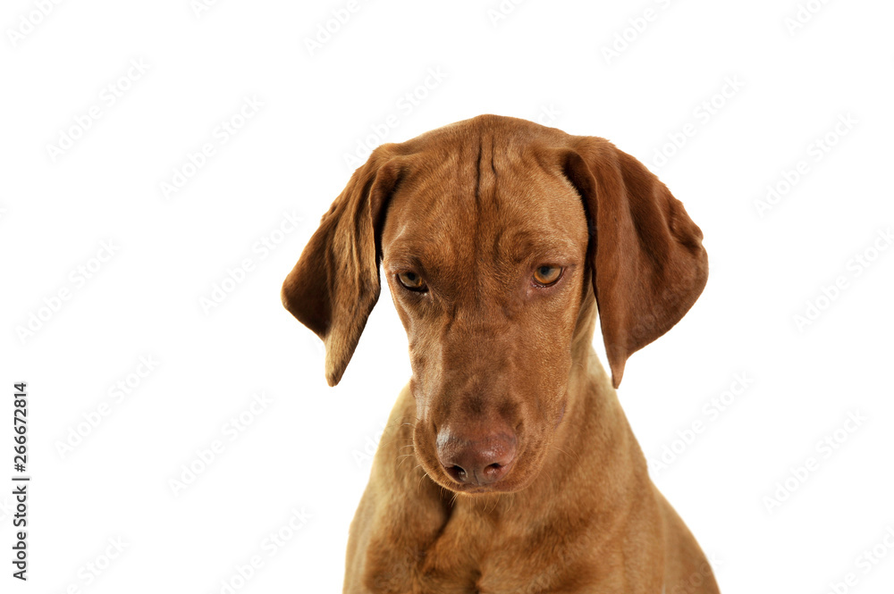 Portrait of an adorable magyar vizsla looking down sadly Portrait of an adorable magyar vizsla looking down sadly