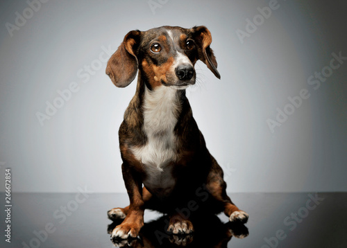 Studio shot of an adorable mixed breed dog with long ears looking curiously