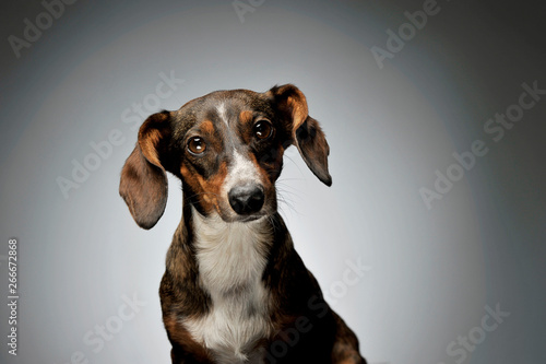 Portrait of an adorable mixed breed dog with long ears looking curiously at the camera