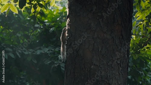 Wild squirrel in the city gardens. They live in Suhrawardy Udyan. It is a matter of great pleasure for the people to come in to see squirrels from around