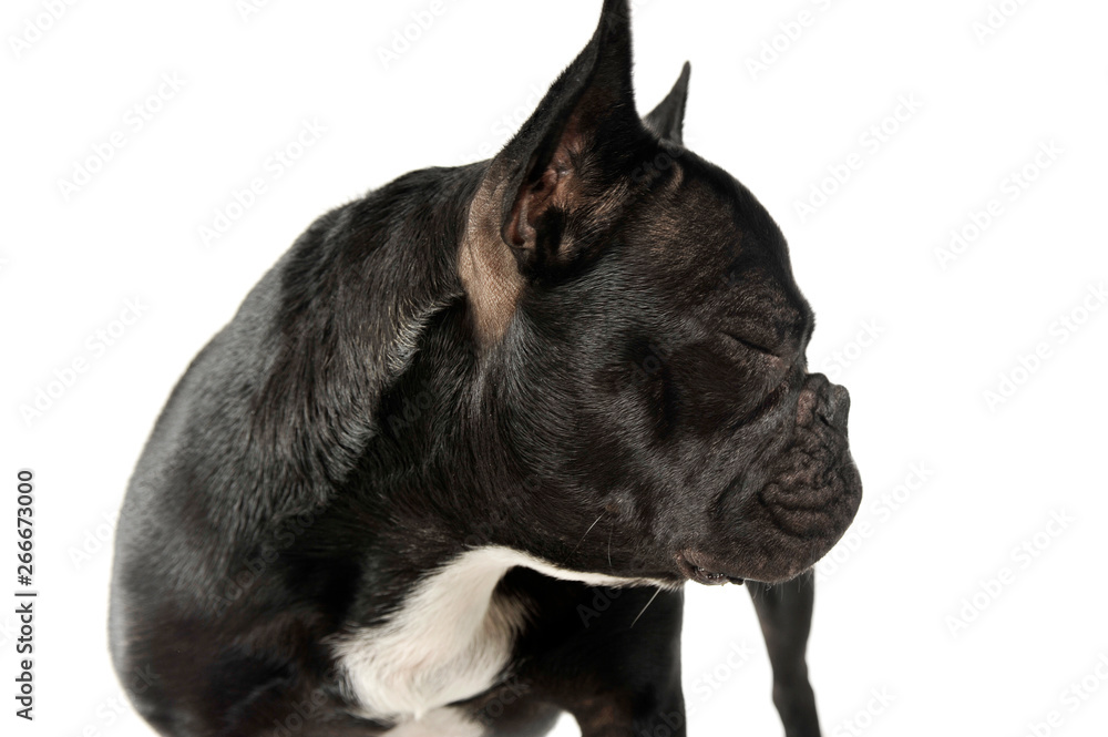 Studio shot of an adorable French Bulldog standing with closed eyes Studio shot of an adorable French Bulldog standing with closed eyes