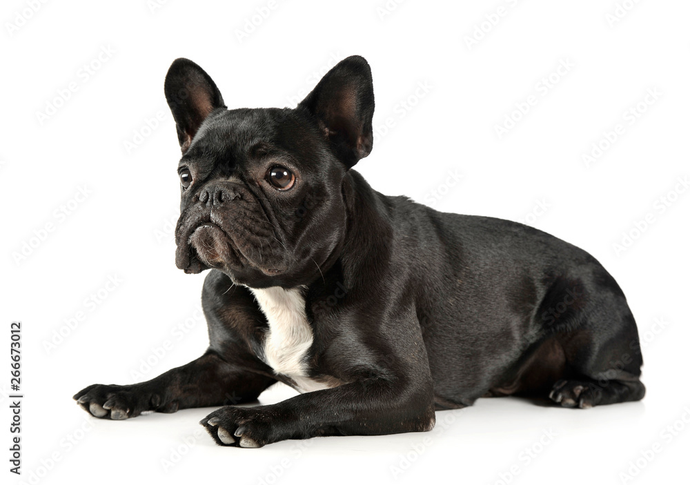 Studio shot of an adorable French Bulldog lying and looking curiously Studio shot of an adorable French Bulldog lying and looking curiously