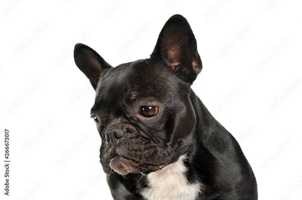 Portrait of an adorable French Bulldog looking down sadly
