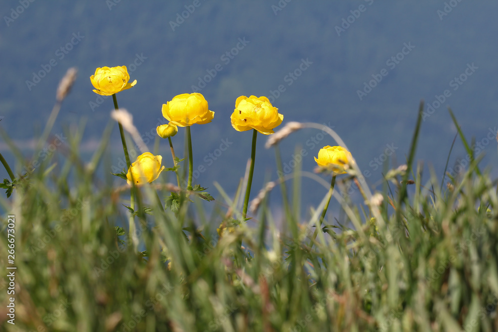 Beautiful bright yellow flowers grow in the mountains Beautiful bright yellow flowers grow in the mountains
