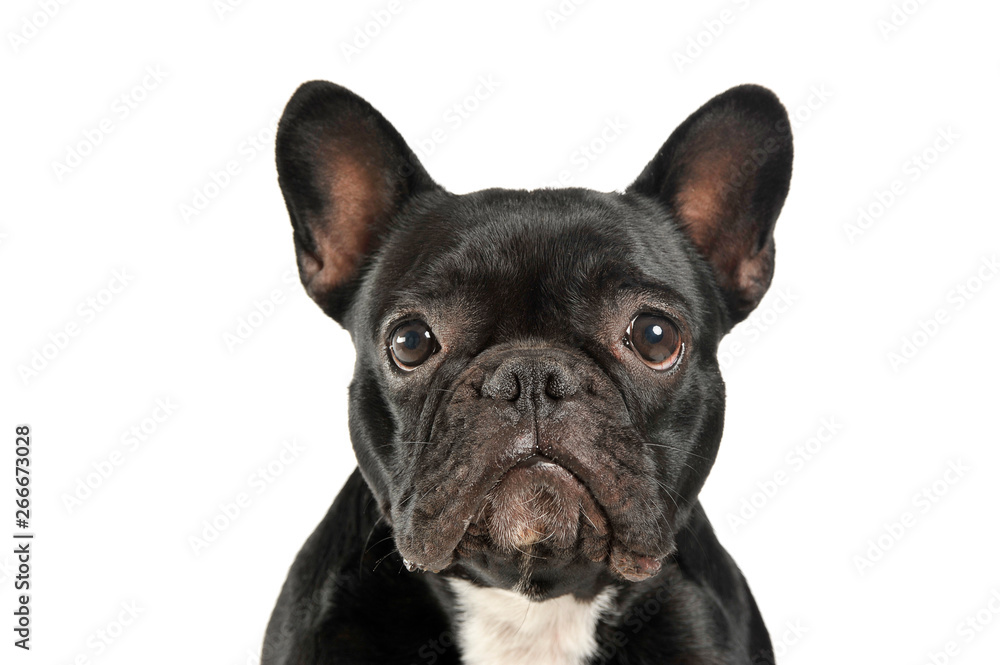 Portrait of an adorable French Bulldog looking curiously at the camera