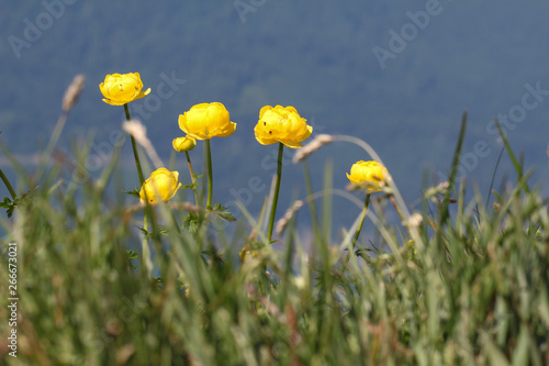 Beautiful bright yellow flowers grow in the mountains