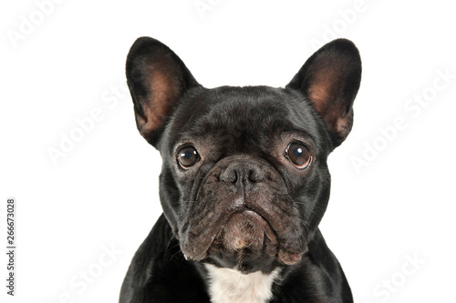 Portrait of an adorable French Bulldog looking curiously at the camera © kisscsanad