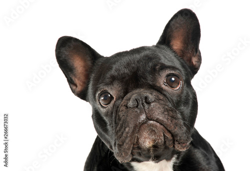 Portrait of an adorable French Bulldog looking curiously at the camera © kisscsanad