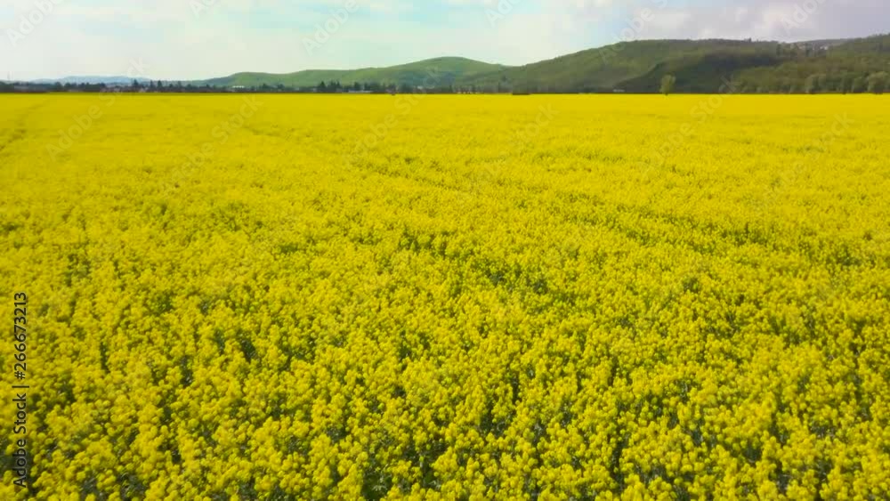 4K Aerial low fly over yellow golden rapeseed canola field with mountains on the horizon and clouds in the sky. 4K Aerial low fly over yellow golden rapeseed canola field with mountains on the horizon and clouds in the sky.