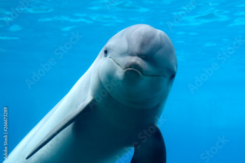 Delfine oder Delphine (Delphinidae) Unterwasser von vorne