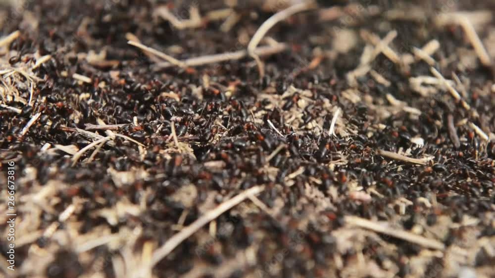 Closeup view of an anthill at the sunny day Closeup view of an anthill at the sunny day