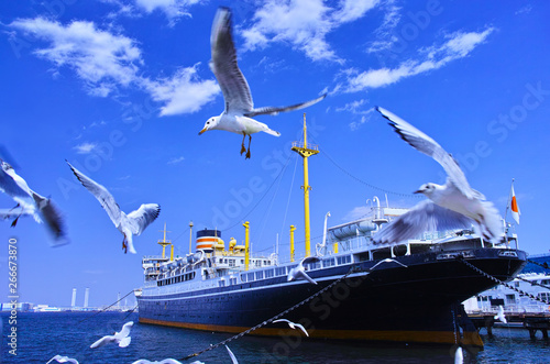 山下公園のカモメと氷川丸