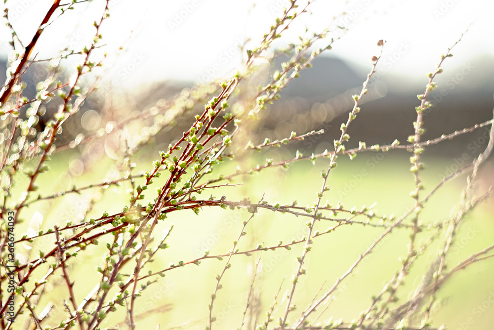 spring branches on a tree with  swollen buds and small green leaves, selective focus, bokeh, soviet lens Helios 44-2