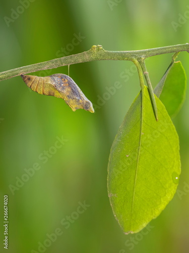 a Papu of Common Rose Butterfly hanging on branch with green nature blurred background. photo